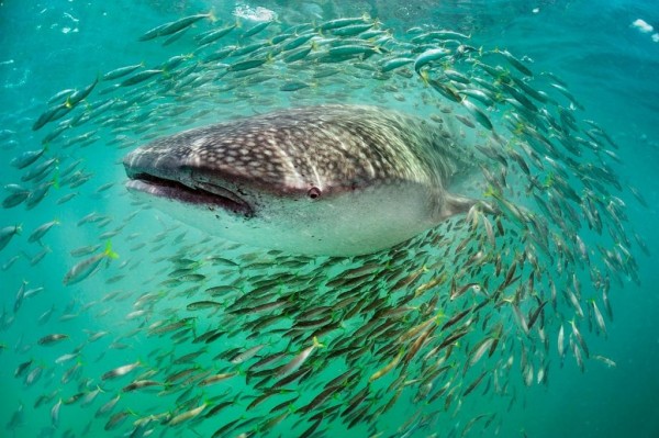 Китовая акула в окружении стайки рыб