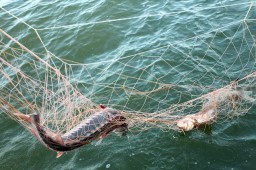 Запрет мережного лова на озере Ильмень