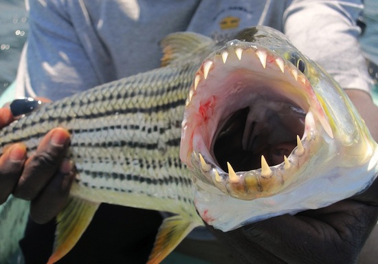 Тигровая рыба голиаф. Одна из самых опасных пресноводных рыб