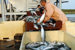 ООО "Черноморская рыбодобывающая компания" построит пункт приема рыбной продукции