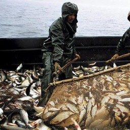 Дальневосточный российско-корейский форум: совместные проекты в рыбной отрасли