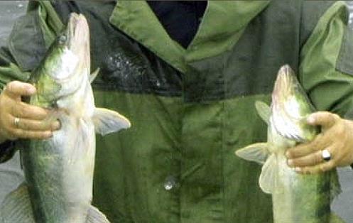 ООО «Семикаракорская рыба» построит цех для выращивания водорослей