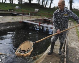 Федеральный селекционно-генетический центр рыбоводства в Ропше отметит юбилей