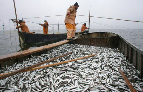 Рыбакам Краснодарского края разрешат выгружать рыбу на своих причалах