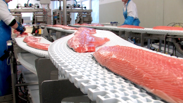 Завод по производству лосося построят в Татарстане