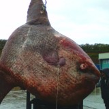 Рыба-луна, выловленная рыбаками Сахалина