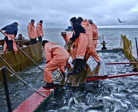 ООО «Магаданская рыбная компания 3» резко увеличит выпуск рыбной продукции