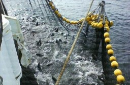 В Крыму объемы вылова рыбы достигли ста процентов