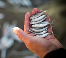 Собский рыбоводный завод восстанавливает популяцию сиговых