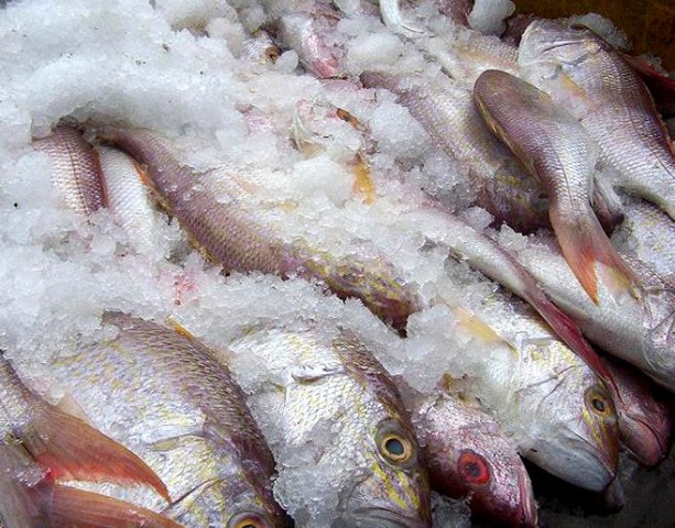 В промпарке «Анадырь» создадут рыбное производство