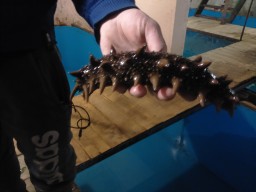 Продам: трепанг (морской огурец) в Владивостоке